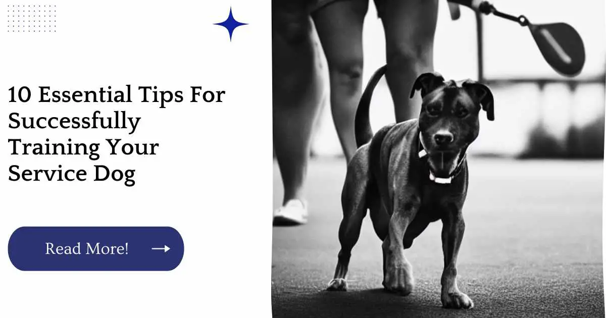 10 Essential Tips For Successfully Training Your Service Dog