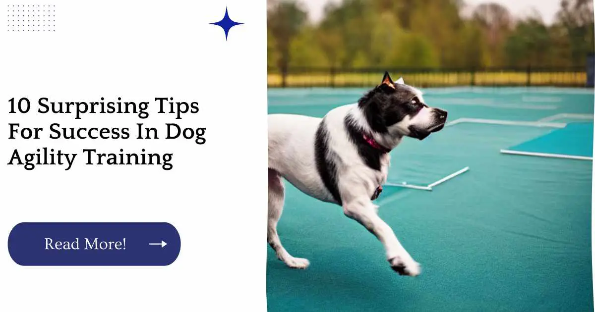 10 Surprising Tips For Success In Dog Agility Training