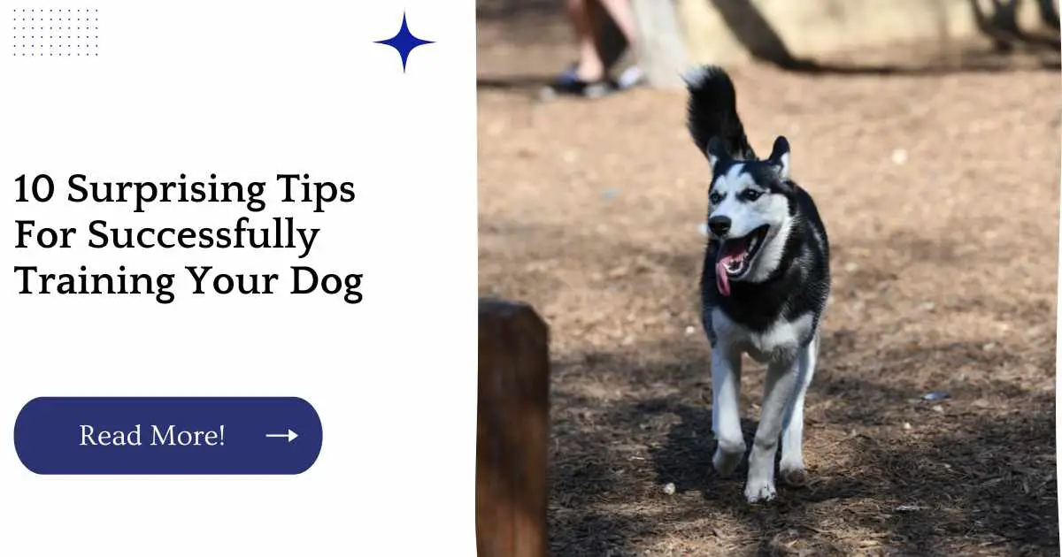 10 Surprising Tips For Successfully Training Your Dog