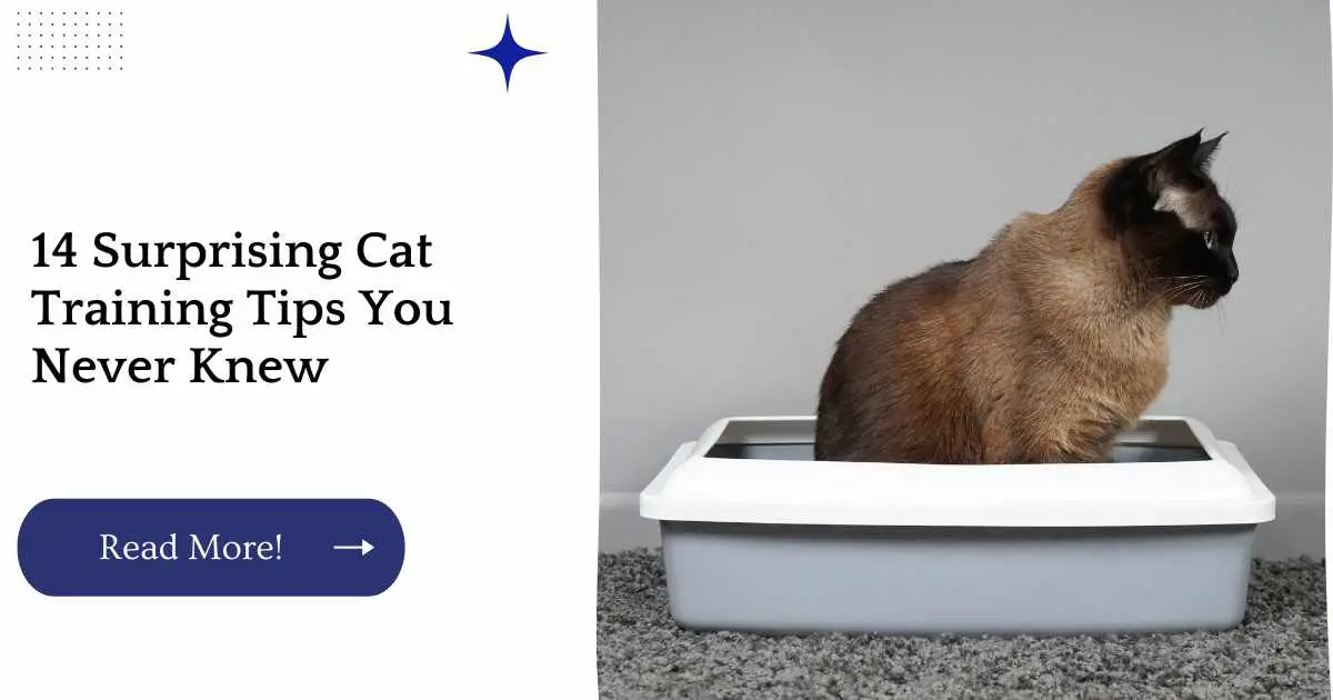 14 Surprising Cat Training Tips You Never Knew