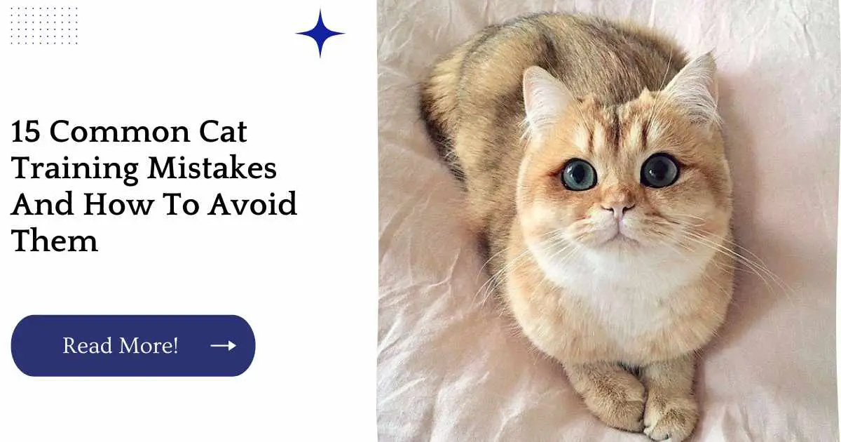 15 Common Cat Training Mistakes And How To Avoid Them