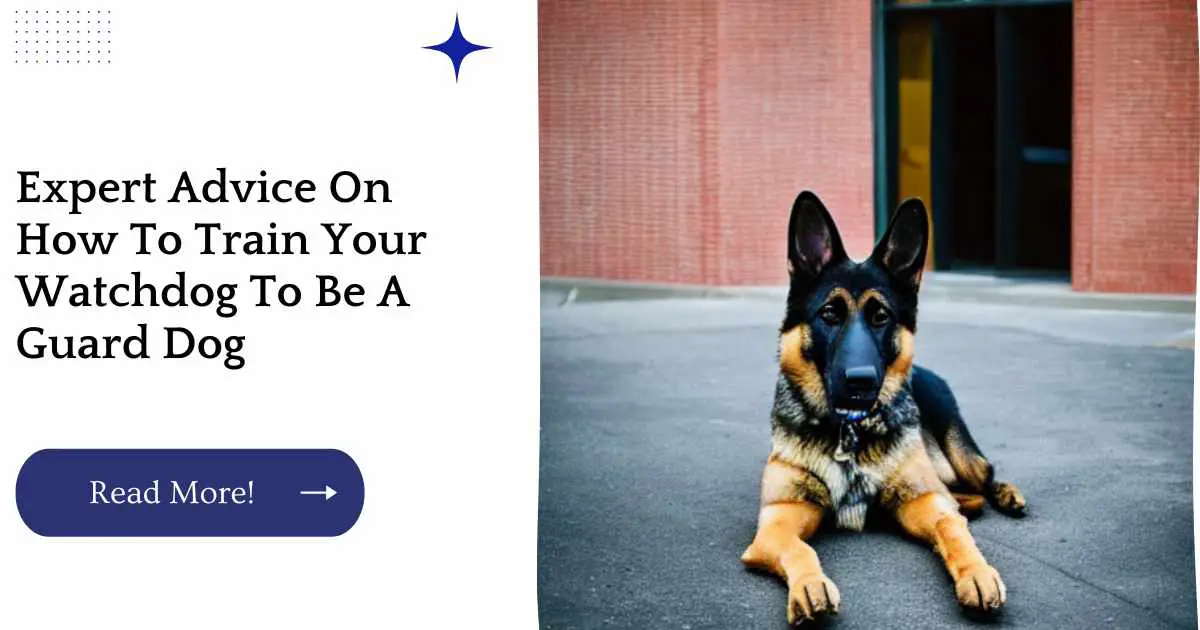 Expert Advice On How To Train Your Watchdog To Be A Guard Dog