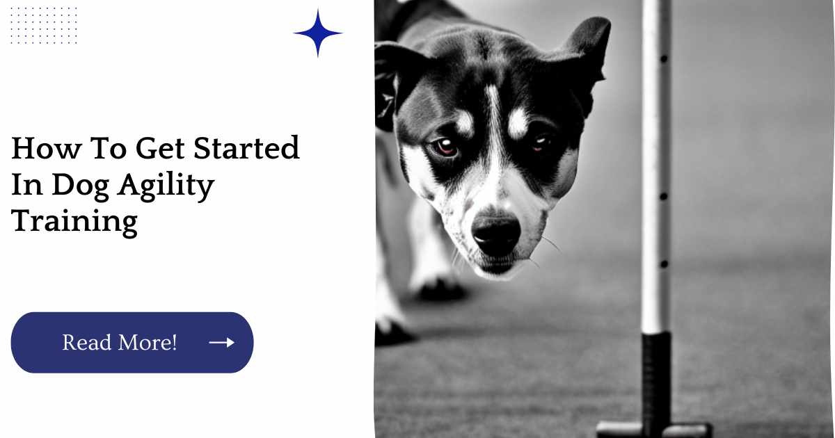 How To Get Started In Dog Agility Training