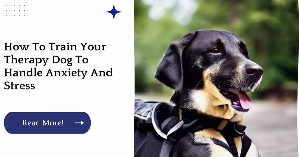 How To Train Your Therapy Dog To Handle Anxiety And Stress