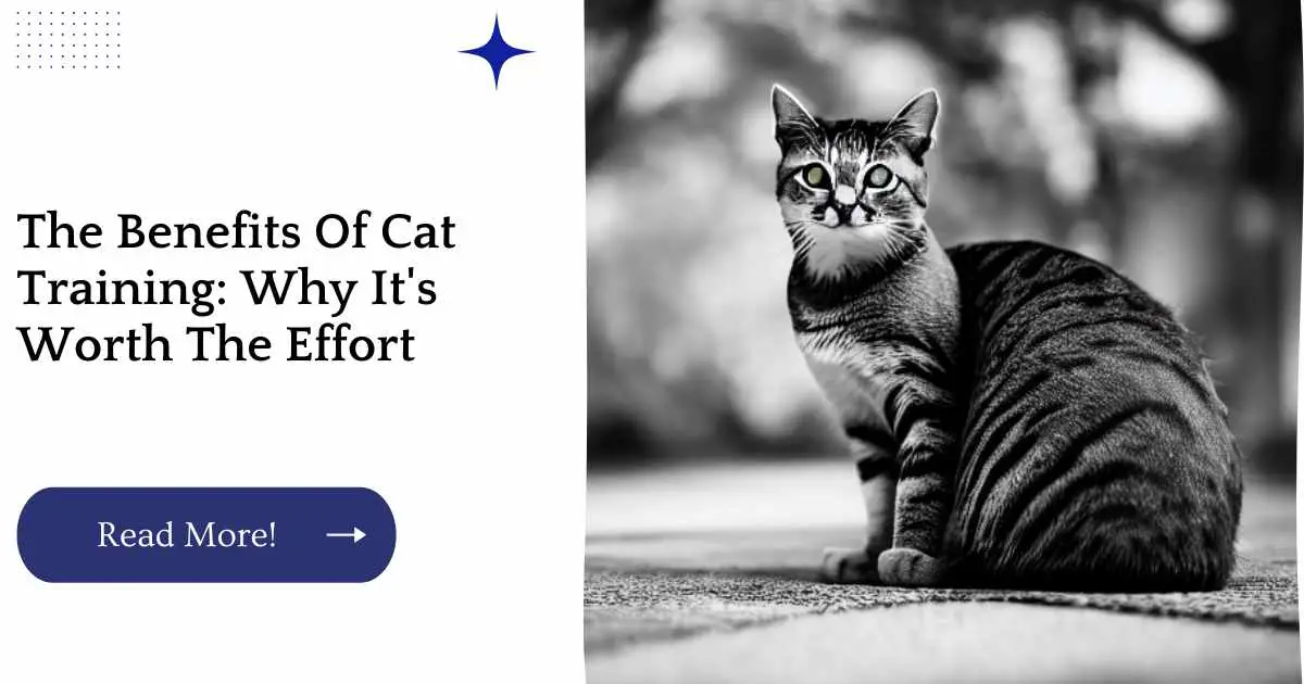 The Benefits Of Cat Training: Why It's Worth The Effort