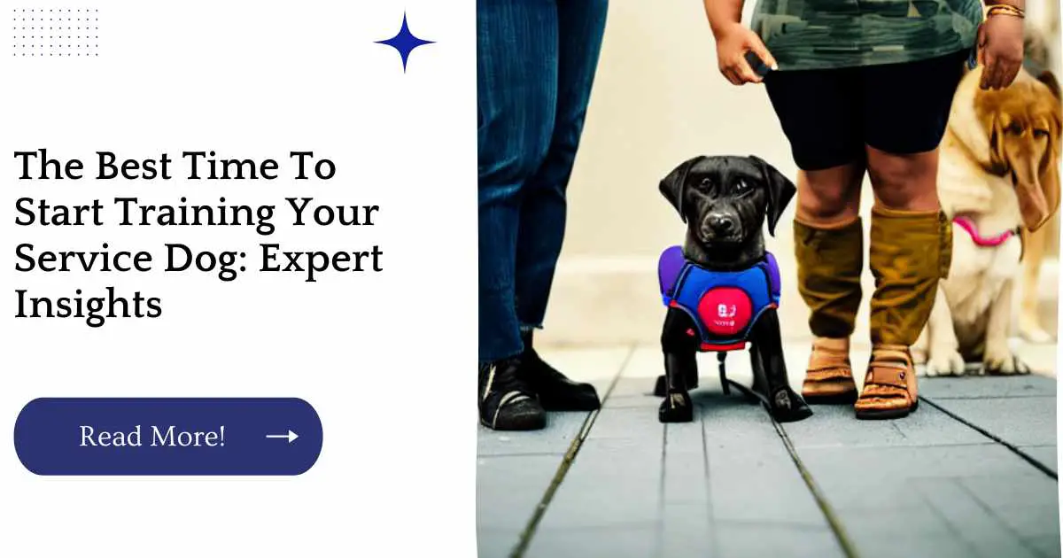 The Best Time To Start Training Your Service Dog: Expert Insights