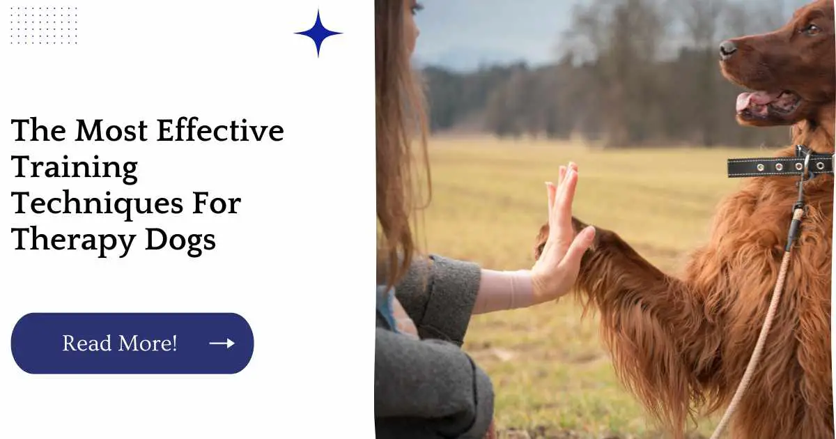 The Most Effective Training Techniques For Therapy Dogs