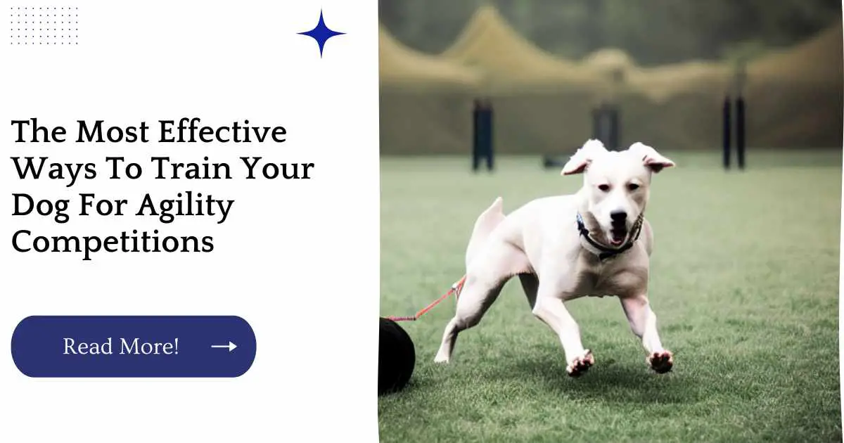 The Most Effective Ways To Train Your Dog For Agility Competitions