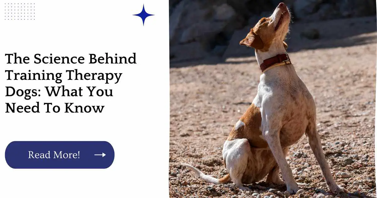 The Science Behind Training Therapy Dogs: What You Need To Know