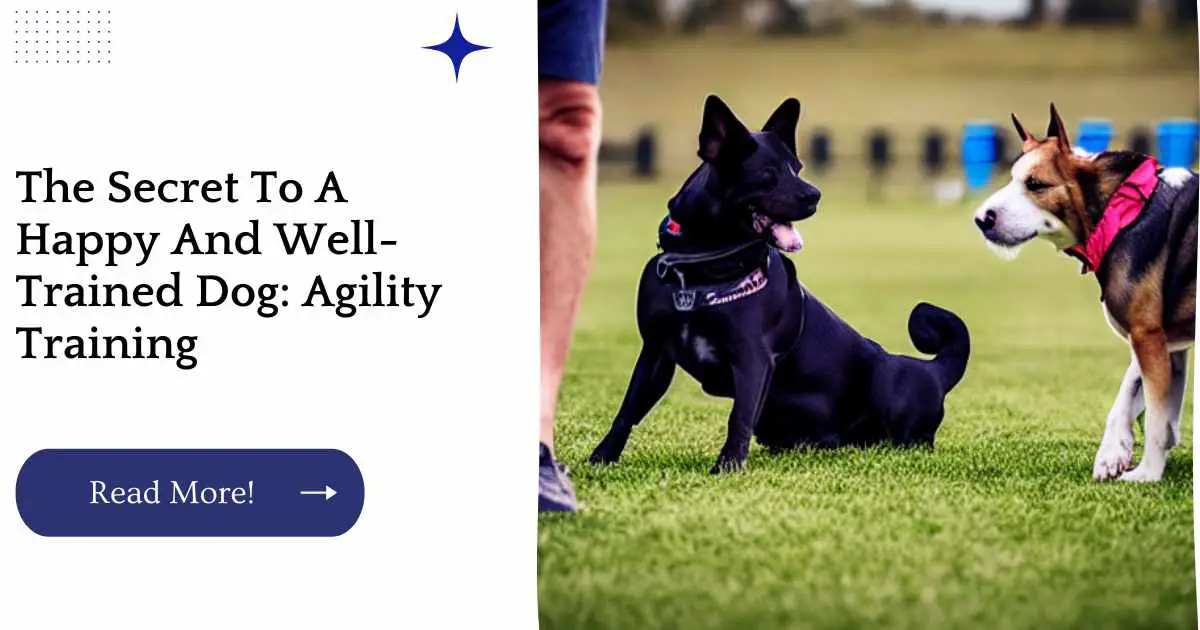 The Secret To A Happy And Well-Trained Dog: Agility Training