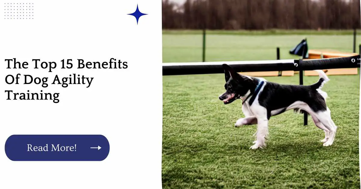 The Top 15 Benefits Of Dog Agility Training