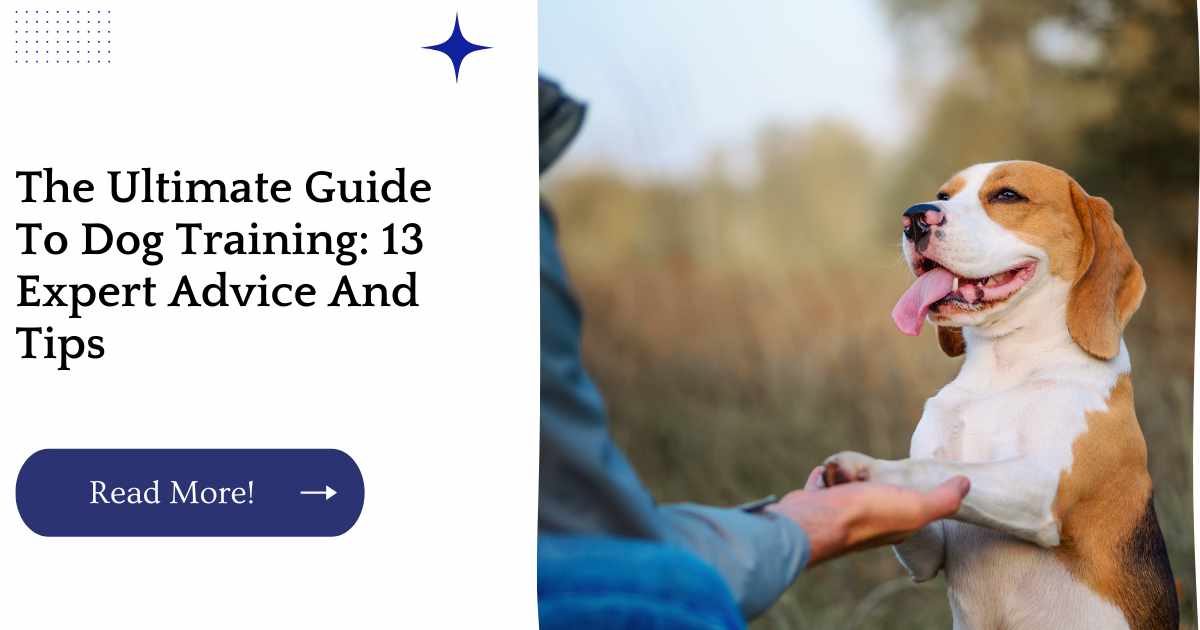 The Ultimate Guide To Dog Training: 13 Expert Advice And Tips