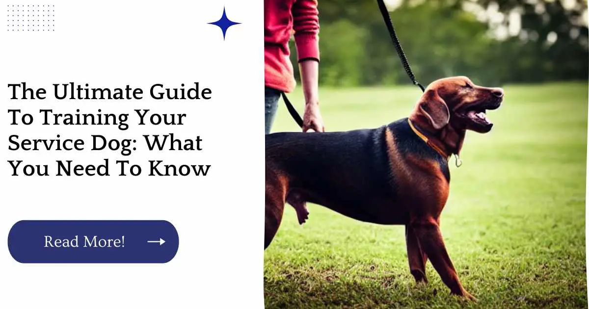 The Ultimate Guide To Training Your Service Dog: What You Need To Know