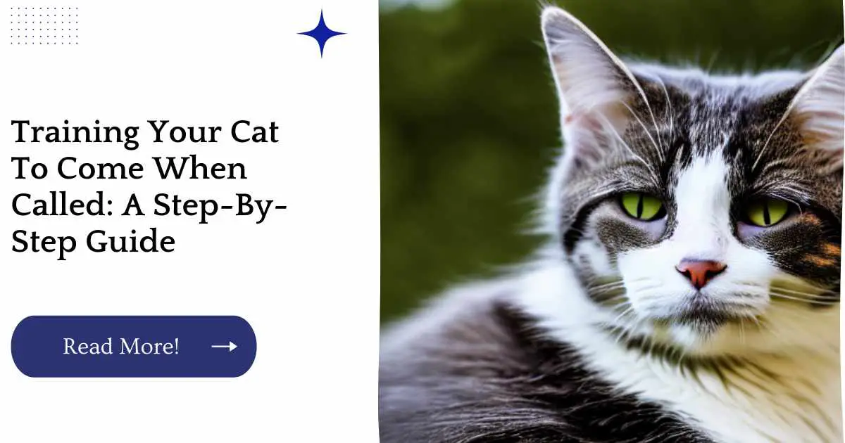 Training Your Cat To Come When Called: A Step-By-Step Guide