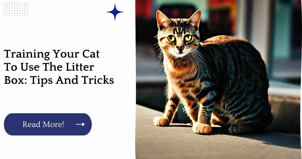 Training Your Cat To Use The Litter Box: Tips And Tricks