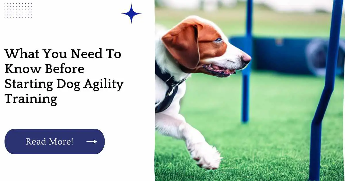 What You Need To Know Before Starting Dog Agility Training