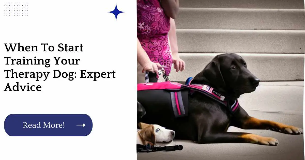 When To Start Training Your Therapy Dog: Expert Advice