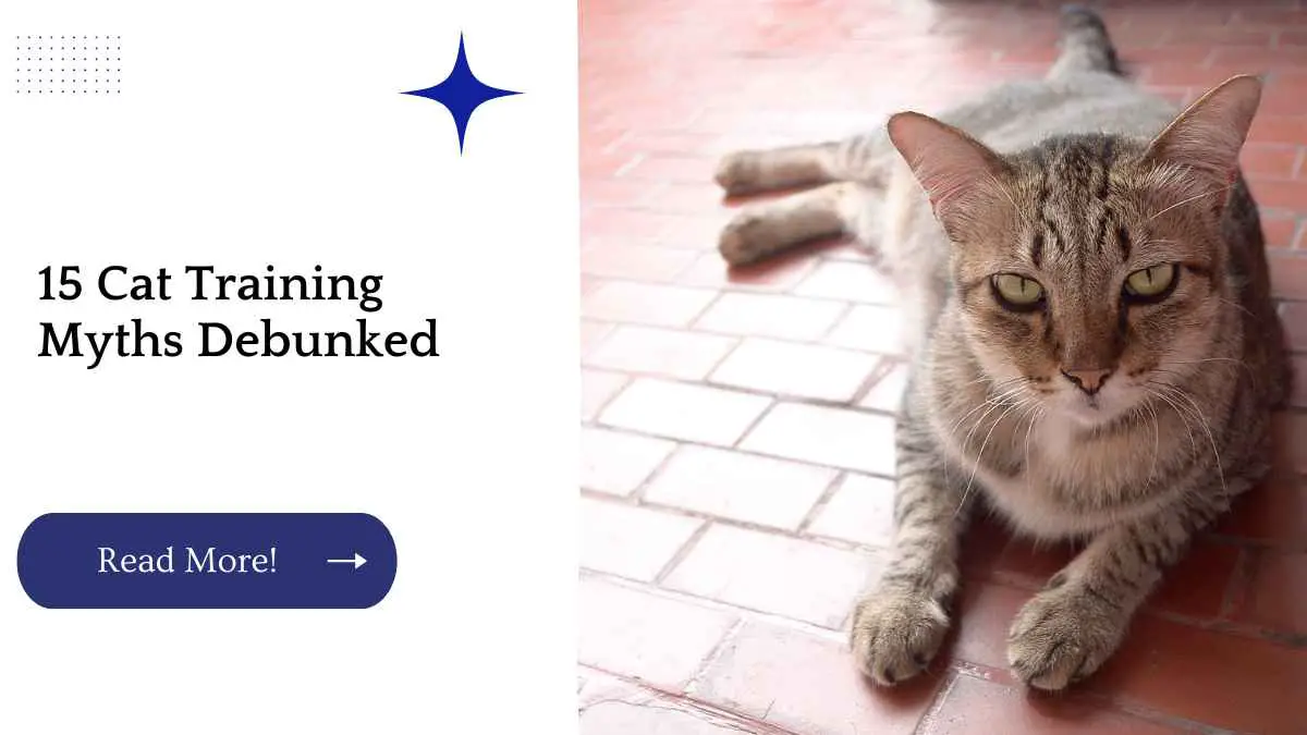 15 Cat Training Myths Debunked