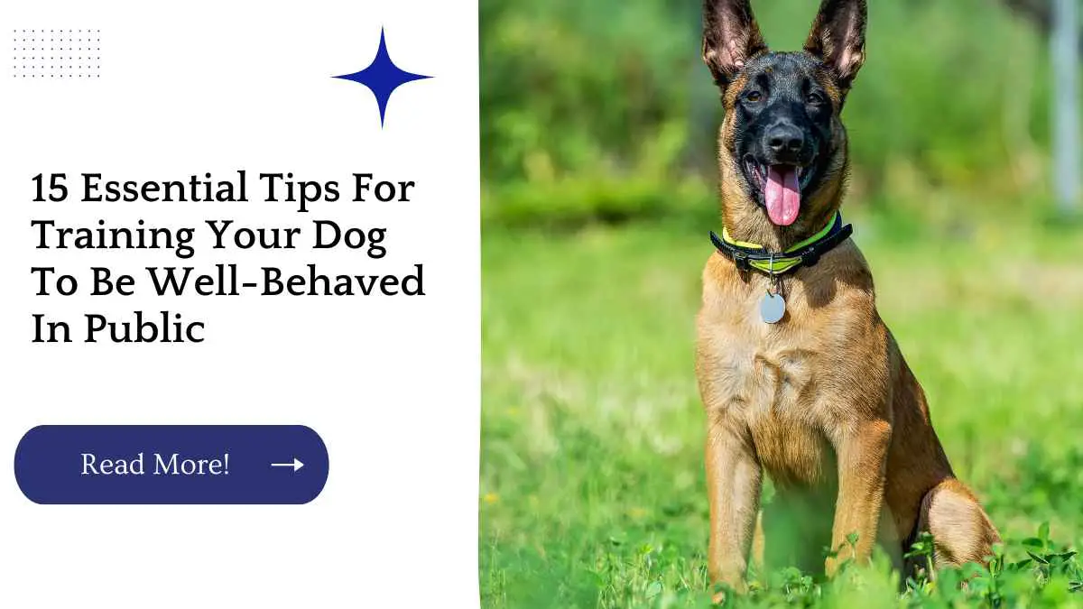 15 Essential Tips For Training Your Dog To Be Well-Behaved In Public