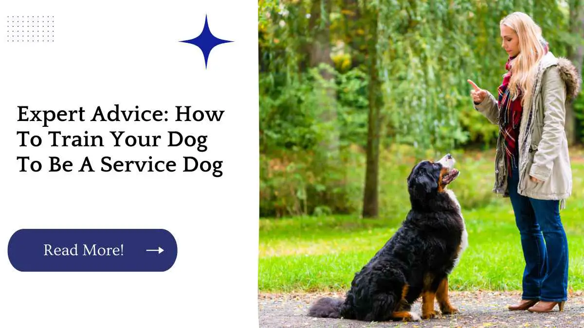 Expert Advice: How To Train Your Dog To Be A Service Dog