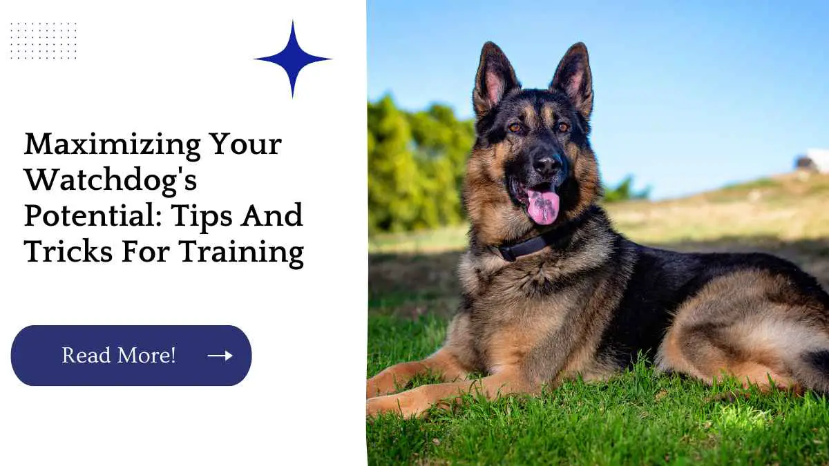 Maximizing Your Watchdog's Potential: Tips And Tricks For Training
