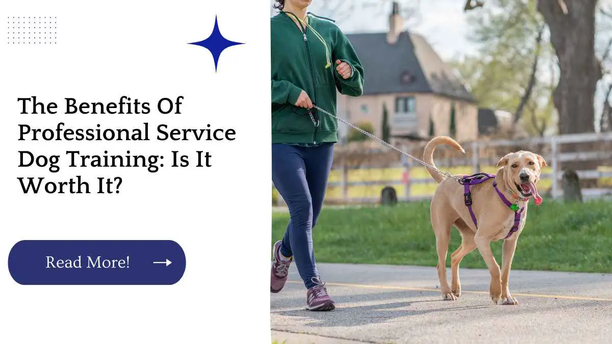 The Benefits Of Professional Service Dog Training: Is It Worth It?