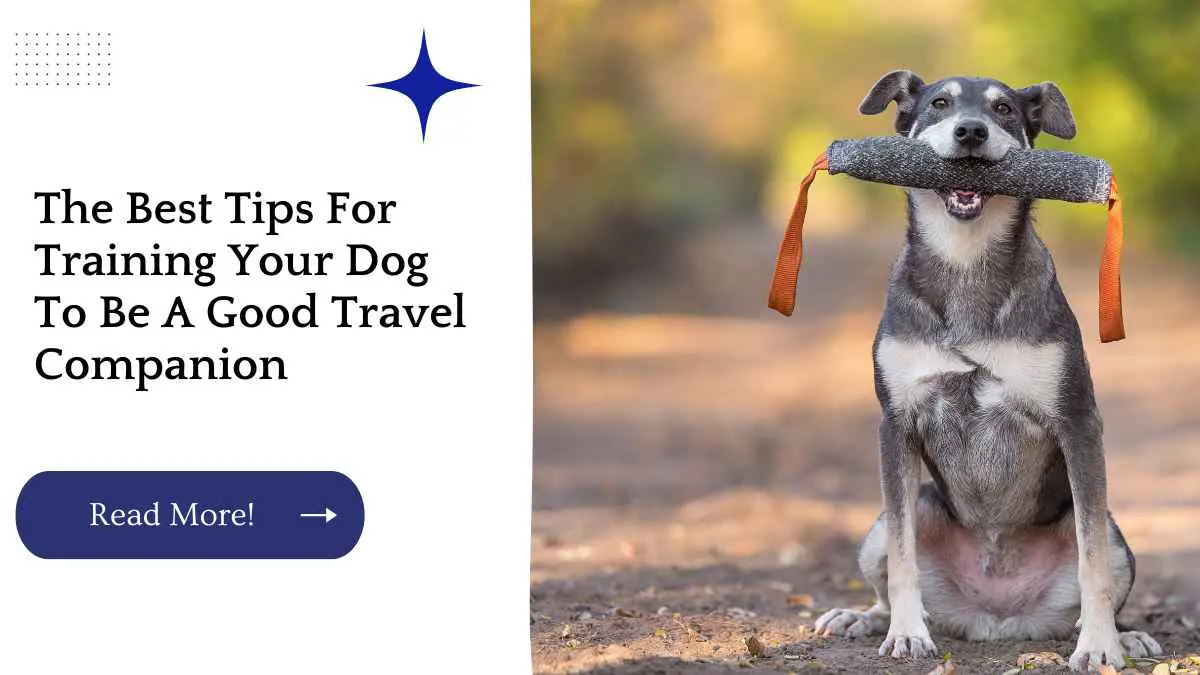 The Best Tips For Training Your Dog To Be A Good Travel Companion