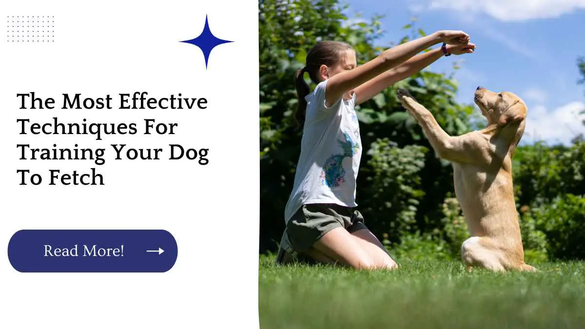 The Most Effective Techniques For Training Your Dog To Fetch