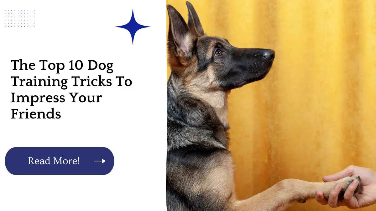 The Top 10 Dog Training Tricks To Impress Your Friends