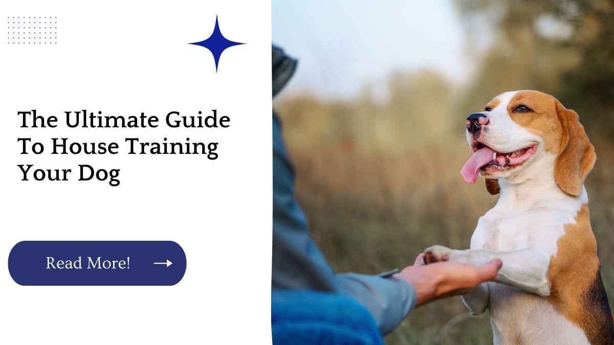 The Ultimate Guide To House Training Your Dog