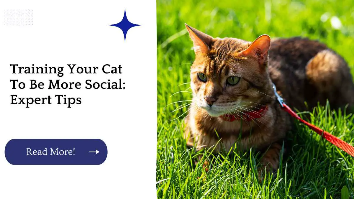 Training Your Cat To Be More Social: Expert Tips