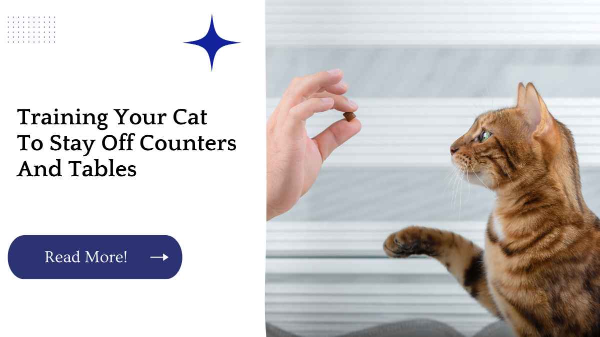 Training Your Cat To Stay Off Counters And Tables