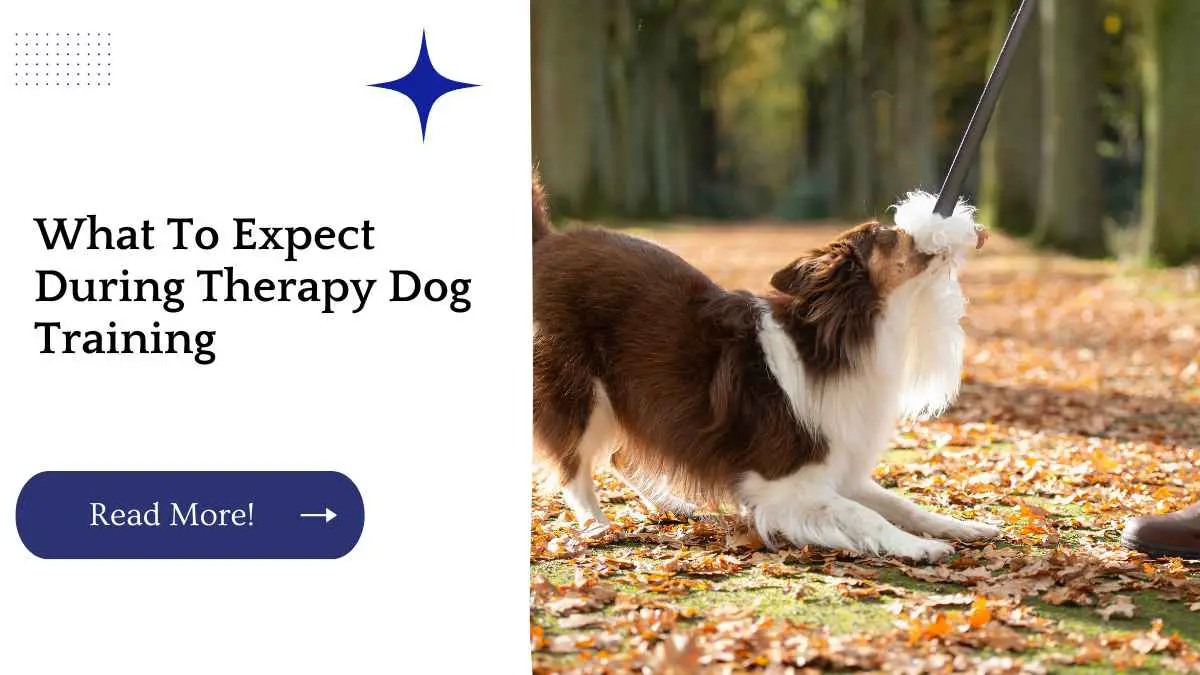 What To Expect During Therapy Dog Training
