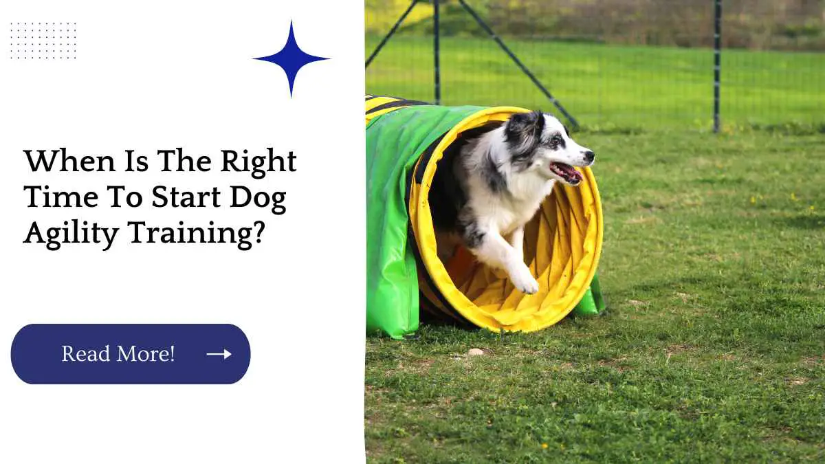 When Is The Right Time To Start Dog Agility Training?