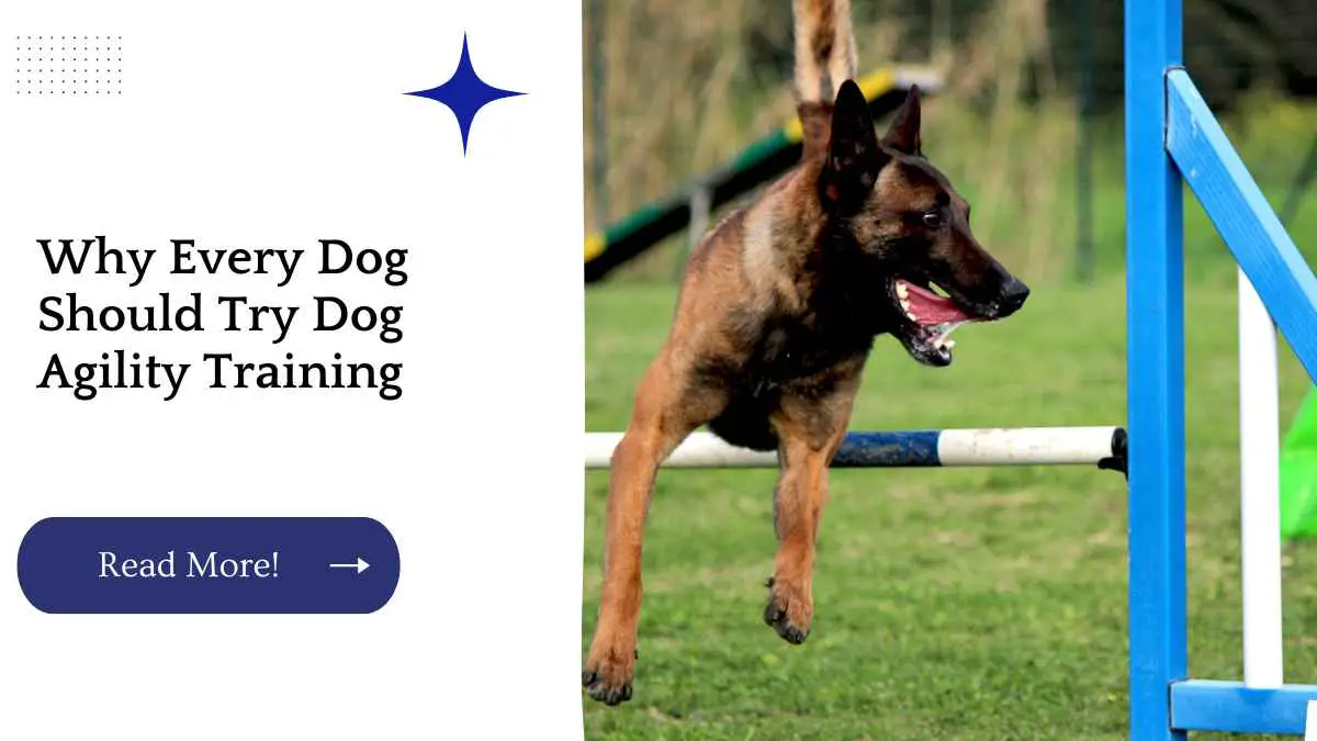 Why Every Dog Should Try Dog Agility Training