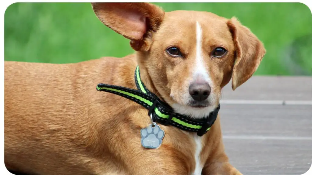 Choosing the Right PetSafe Collar for Your Dog