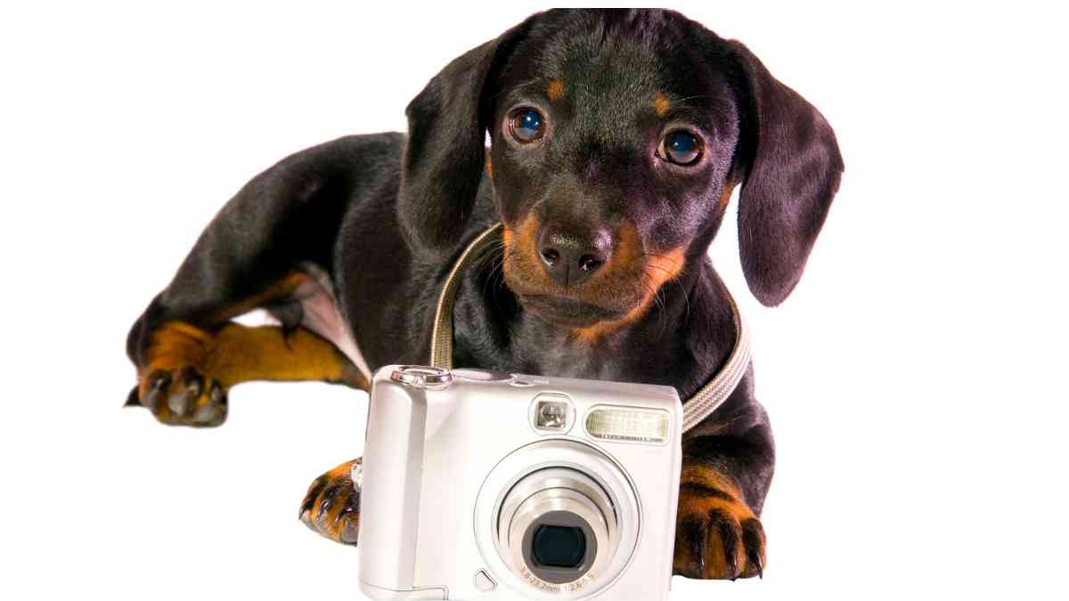 Using the Furbo Dog Camera: Setting Up and Benefits