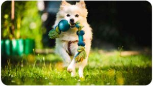 Chuckit! Toys for Dog Recall Training: Best Practices