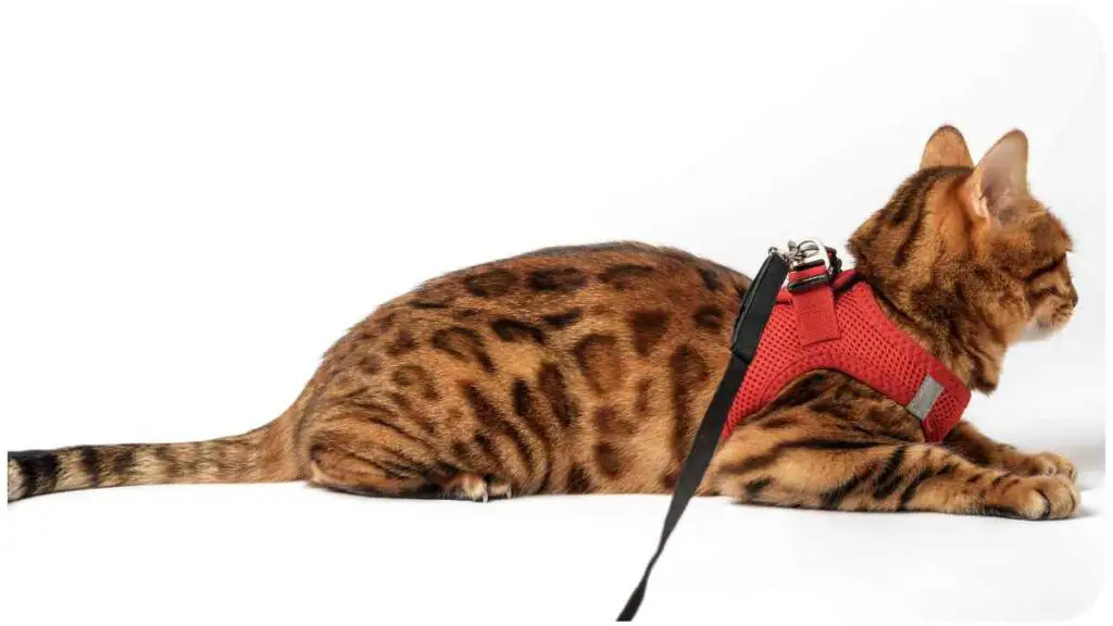 a bengal cat wearing a red harness on a white background