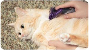How to Use the Furminator for Cats: A Comprehensive Guide