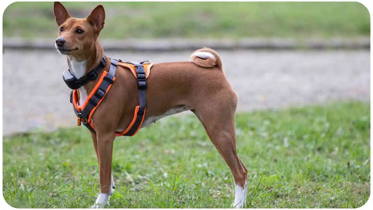 Ruffwear Harness Fitting Issues: Making Sure Your Dog's Comfortable