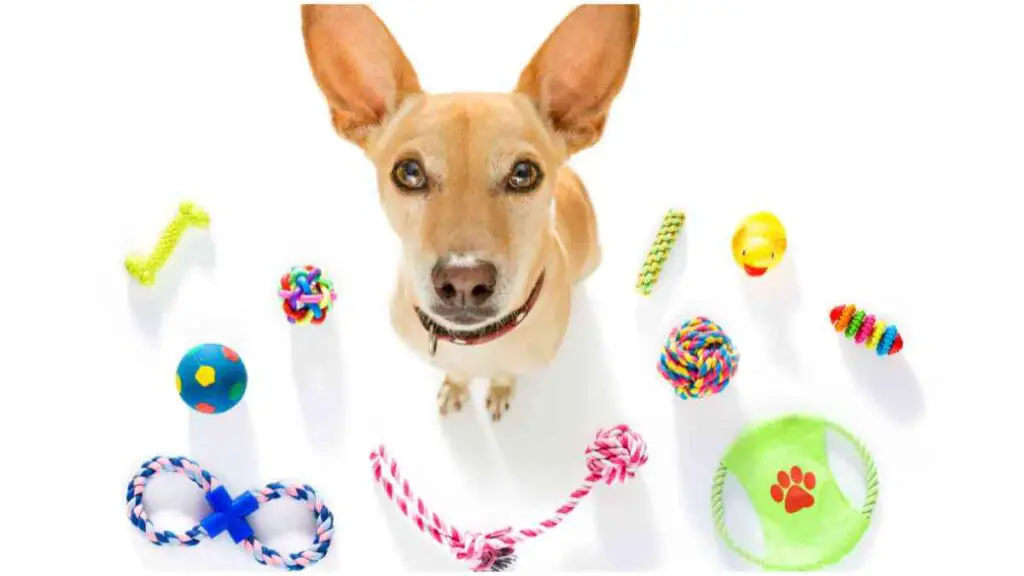 a dog is surrounded by toys on a white background
