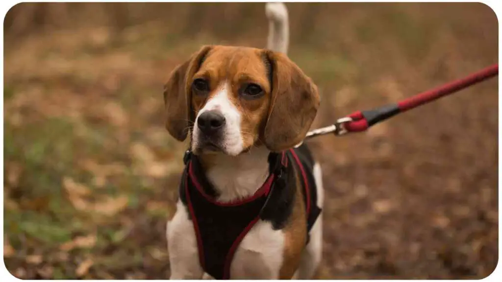 a beagle dog wearing a harness on a leash