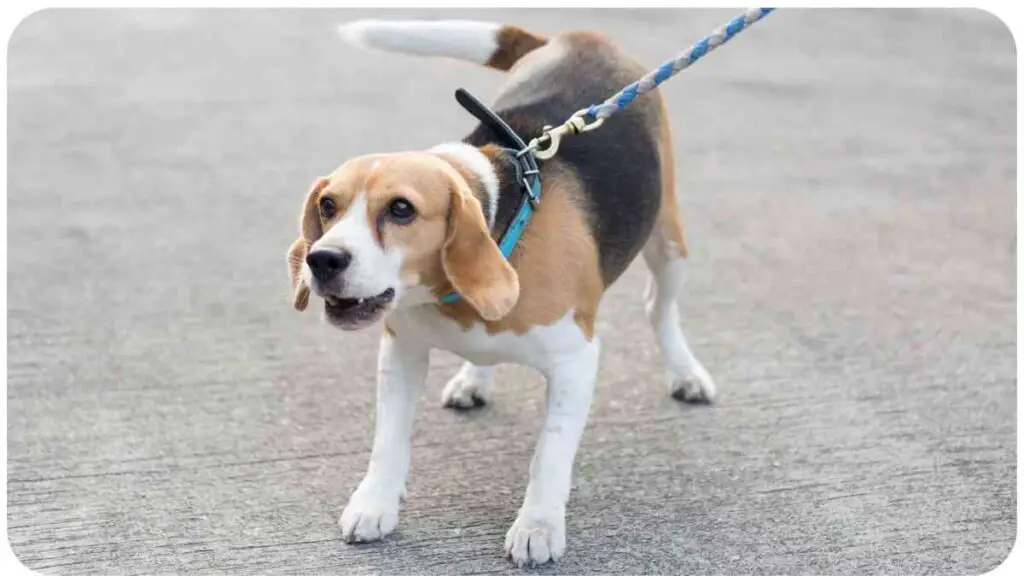 a beagle dog on a leash