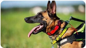 Training Dogs with the Halti Head Collar: Understanding Benefits and Limitations