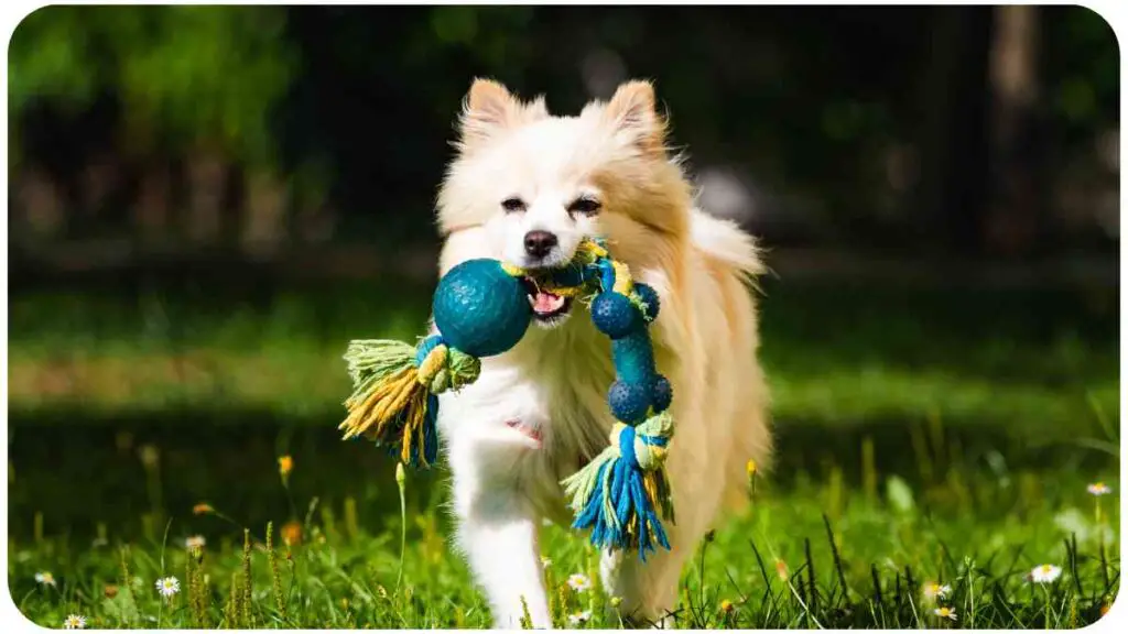 a dog running in the grass with a toy in its mouth
